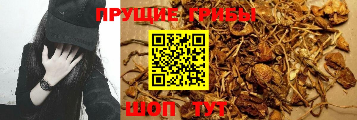 Галлюциногенные грибы MAGIC MUSHROOMS  Вход с VPN  сколько стоит  Псилоцибиновые грибы мухоморы  Кандалакша 